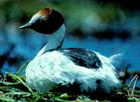 Fotó: Hooded grebe