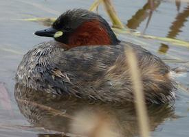 Fotó: Little grebe