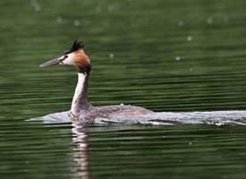 Fotó: Great crested grebe