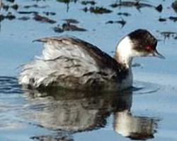 Fotó: Silvery grebe