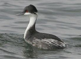 Fotó: Junin grebe