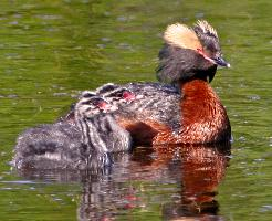 Fotó: Horned grebe