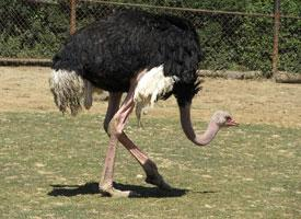 Fotó: Common ostrich