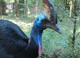 Fotó: Southern cassowary