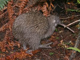 Fotó: North island brown kiwi