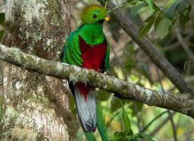 Fotó: Resplendent quetzal