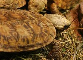 Fotó: Pancake tortoise