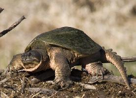 Fotó: Common snapping turtle