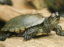 Fotó: European pond turtle