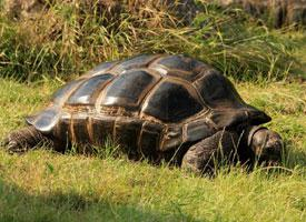 Fotó: Aldabra giant tortoise