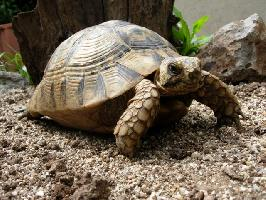 Fotó: Greek tortoise