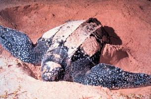 Fotó: Leatherback sea turtle