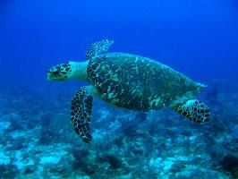 Fotó: Hawksbill sea turtle