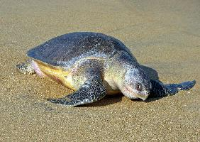 Fotó: Olive ridley sea turtle