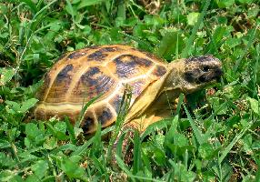 Fotó: Russian tortoise