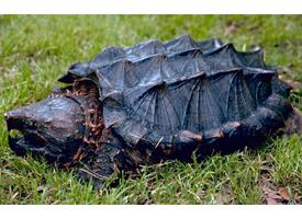 Fotó: Alligator snapping turtle