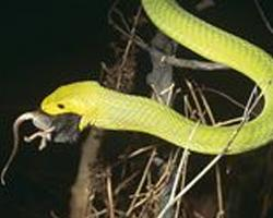 Fotó: Eastern green mamba