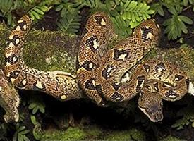 Fotó: Madagascar tree boa