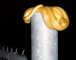 Fotó: Brown tree snake