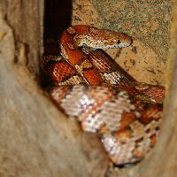 Fotó: Corn snake