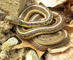 Fotó: Common garter snake