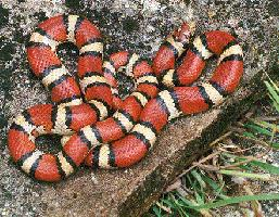 Fotó: Milk snake