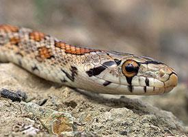 Fotó: European ratsnake