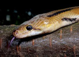 Fotó: Common trinket snake