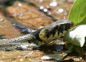 Fotó: Grass snake