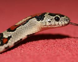 Fotó: Mexican kingsnake