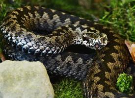 Fotó: Common european adder