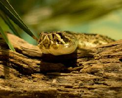 Fotó: Eastern diamondback rattlesnake