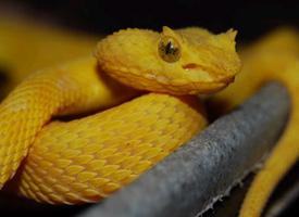 Fotó: Eyelash viper