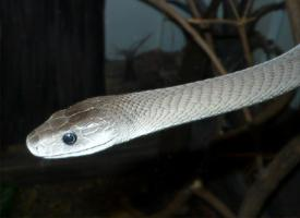 Fotó: Black mamba