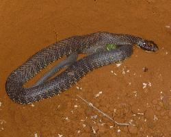 Fotó: Tiger snake