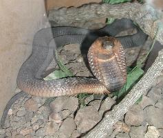 Fotó: Egyptian cobra