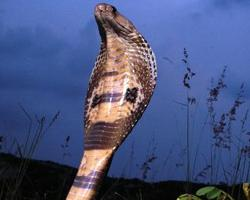 Fotó: Indian cobra