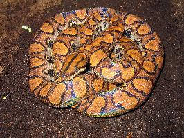 Fotó: Rainbow boa