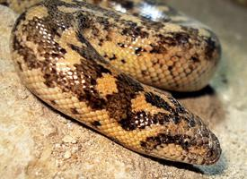 Fotó: Javelin sand boa