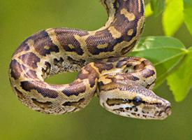 Fotó: Central african rock python