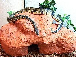 Fotó: Ball python