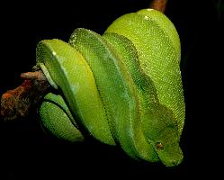 Fotó: Green tree python