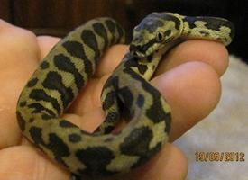 Fotó: Carpet python