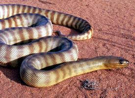 Fotó: Woma python