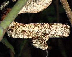 Fotó: Amazon tree boa