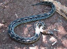 Fotó: Madagascar ground boa