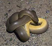 Fotó: Rubber boa