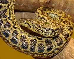 Fotó: Yellow anaconda