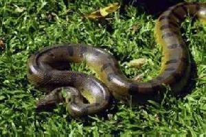 Fotó: Green anaconda