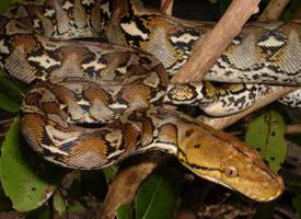 Fotó: Reticulated python